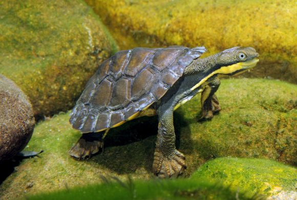 Community invited to Manning River Turtle Workshop