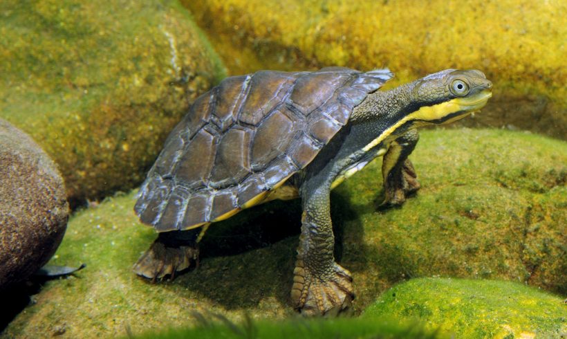 Community invited to Manning River Turtle Workshop