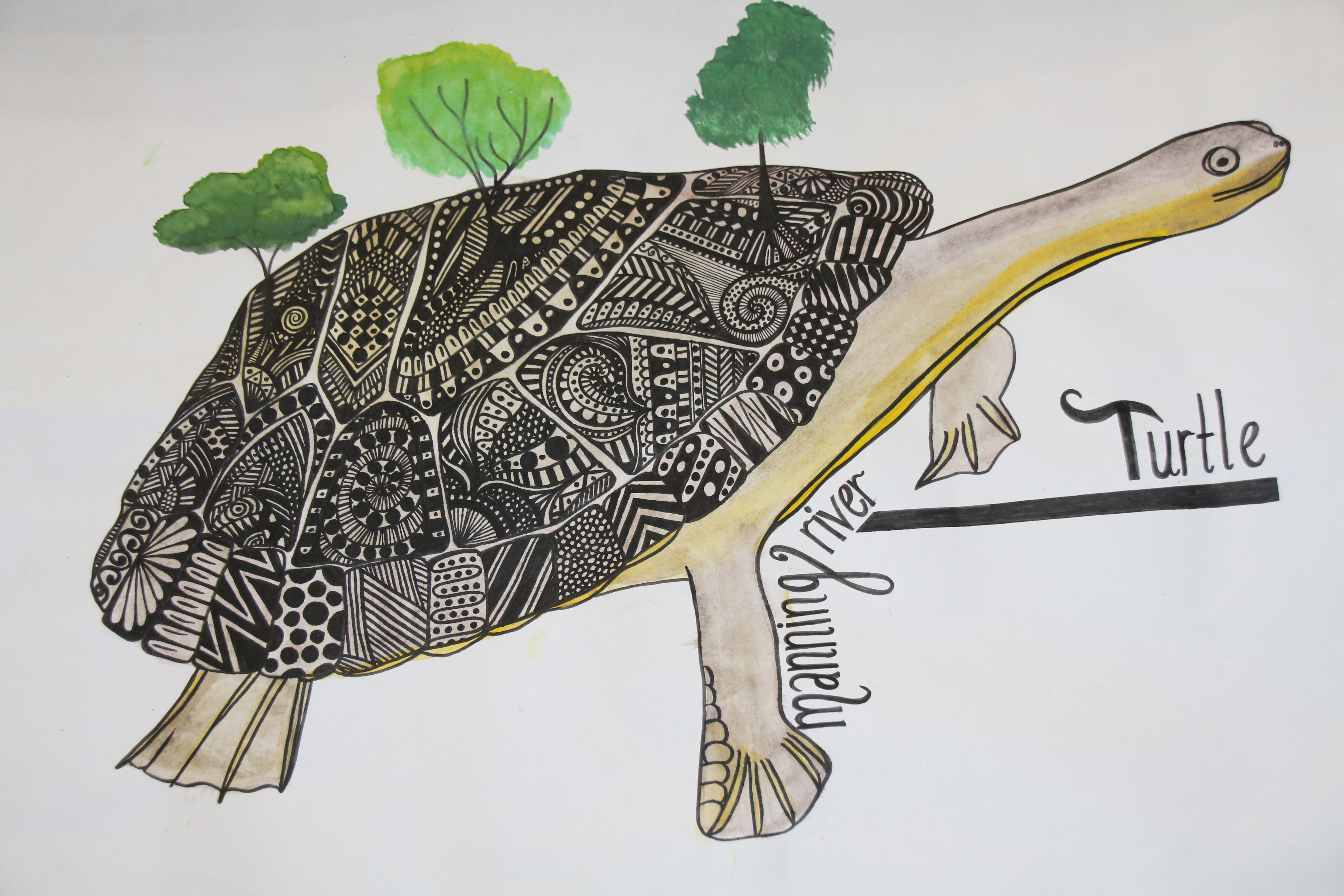  First prize in the 2017 Manning River Turtle Art Competition went to Olivia Payne, a year 11 student at Wingham High School.