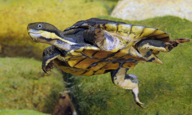 Manning River Turtle declared endangered species