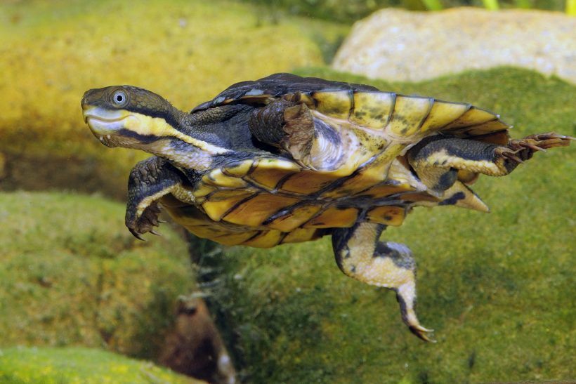 Manning River Turtle declared endangered species