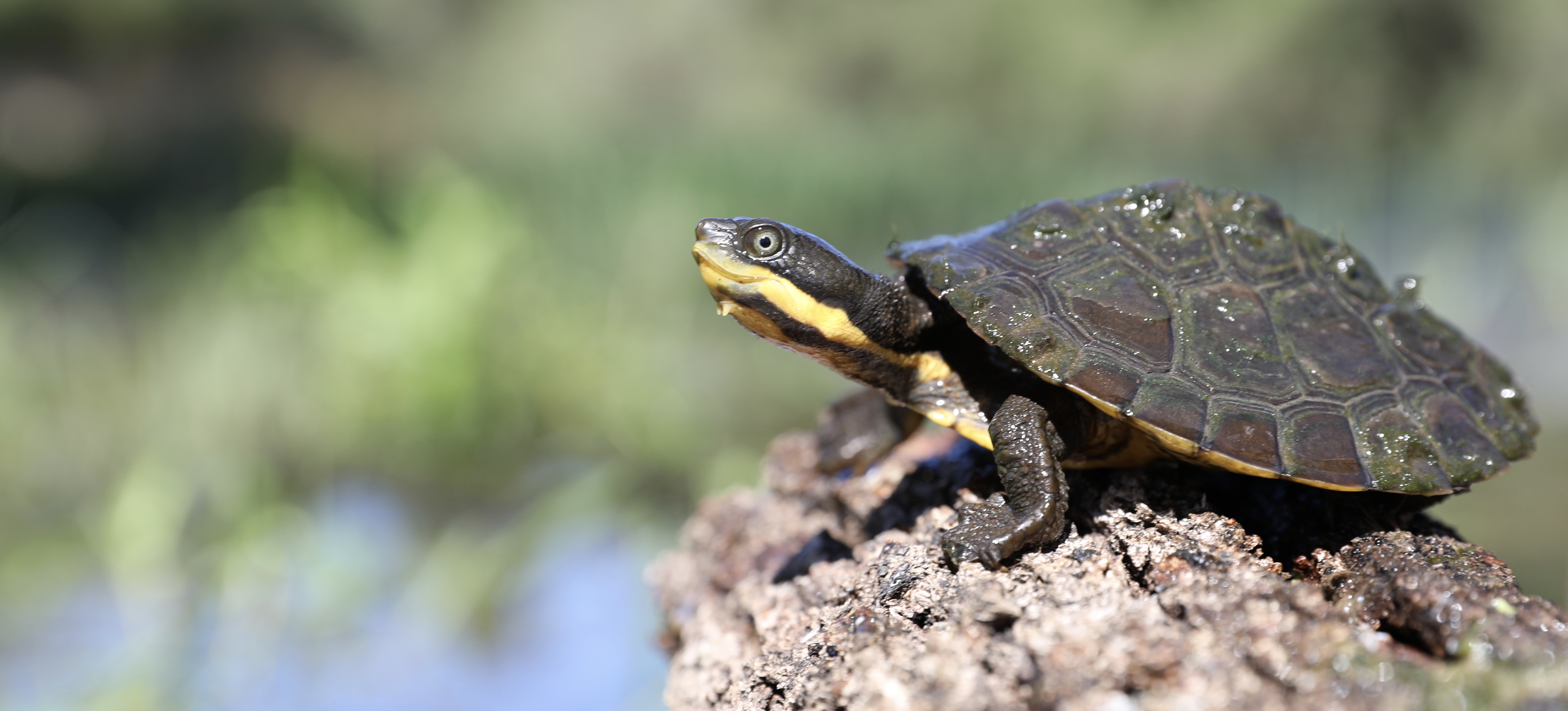 Endangered Manning River helmeted turtle thriving in some areas — and dingoes are helping