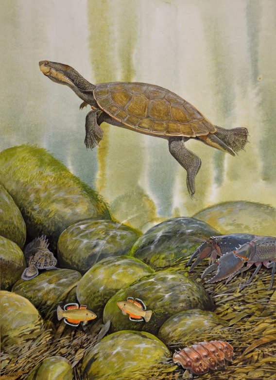  ′Purvis turtle′ by Peter Schouten AM