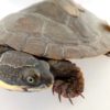 Funding win for Manning River turtle recovery
