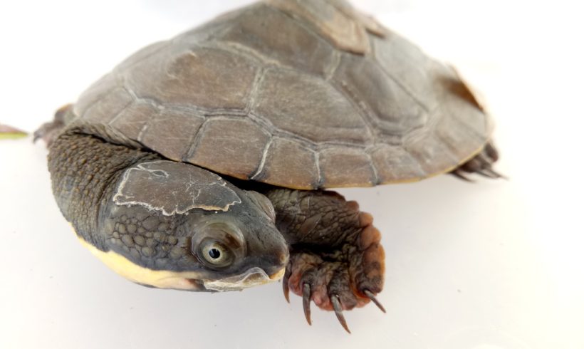 Funding win for Manning River turtle recovery