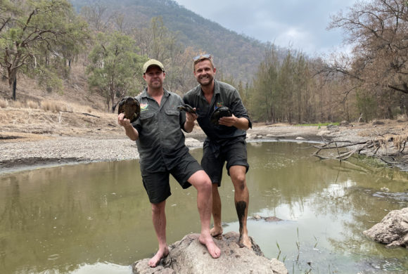 World’s first capture of Manning River turtles for insurance population