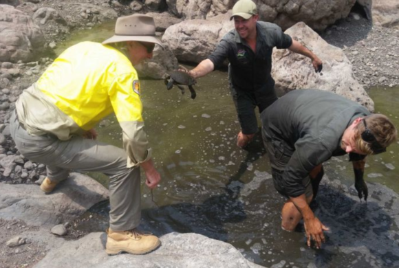 Rain helps save endangered Manning River turtle, but experts say many threats remain