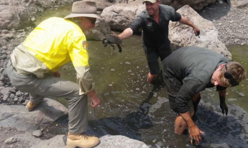 Rain helps save endangered Manning River turtle, but experts say many threats remain